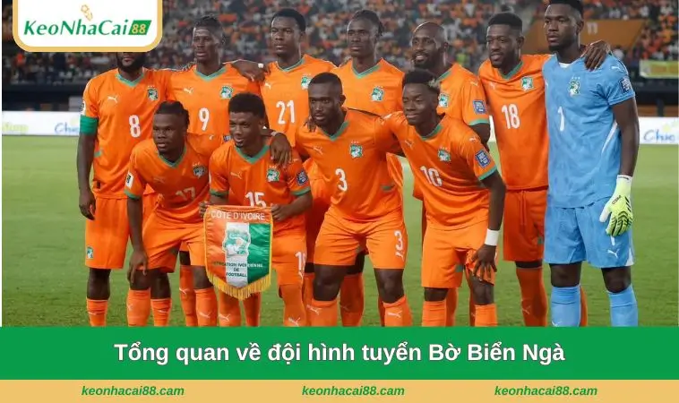 tong quan ve doi hinh tuyen bo bien nga Tổng quan về đội hình tuyển Bờ Biển Ngà